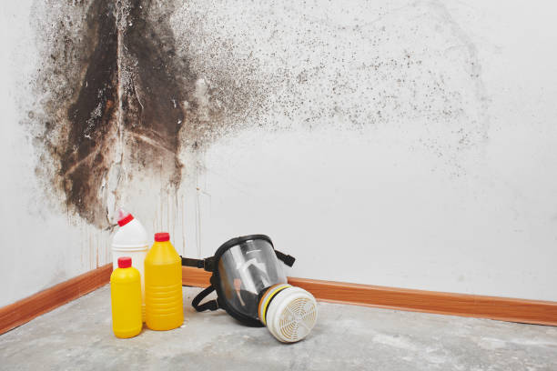 Best Mold Testing and Removal  in Lamont, CA