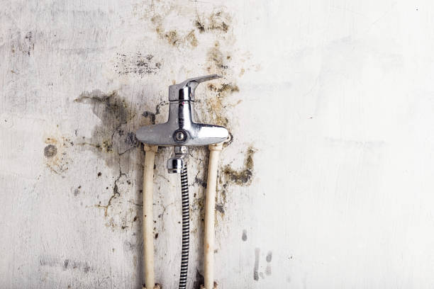 Best Toxic Mold Removal  in Lamont, CA