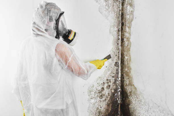 Best Certified Mold Removal  in Lamont, CA