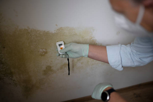 Best Mold Damage Repair  in Lamont, CA