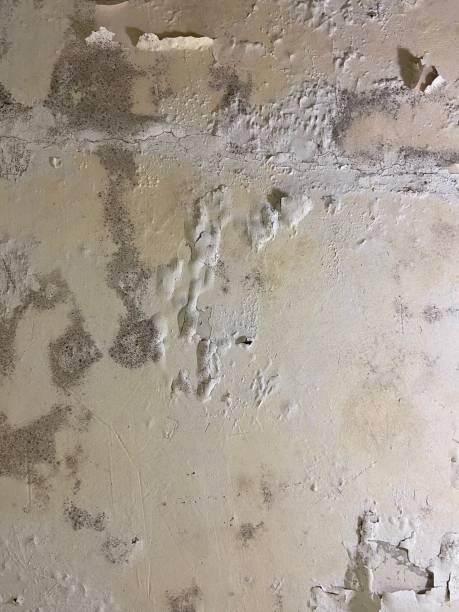 Best Fast Mold Removal  in Lamont, CA
