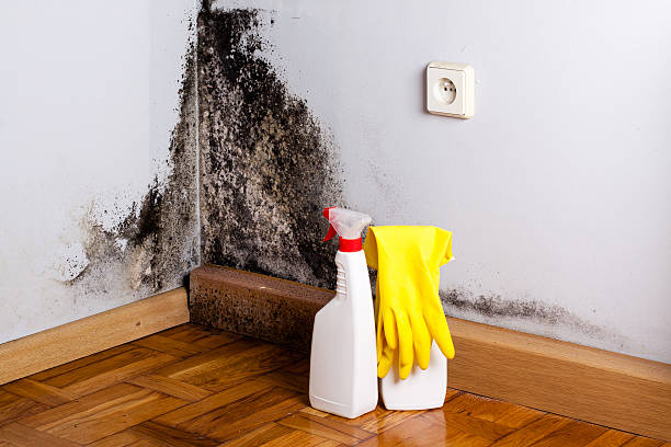 Best Residential Mold Removal  in Lamont, CA