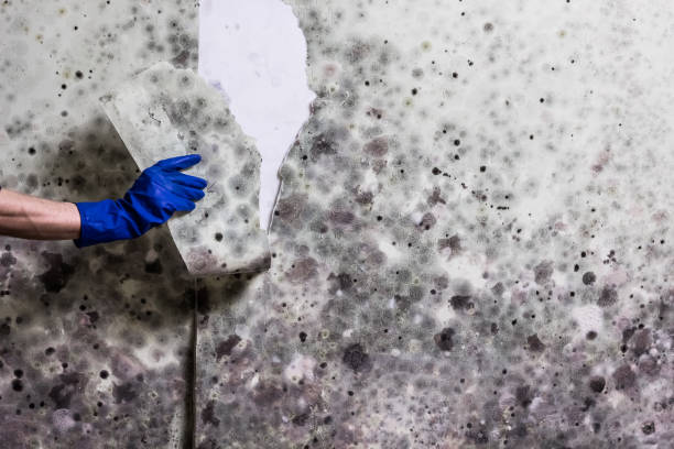 Best Commercial Mold Removal  in Lamont, CA